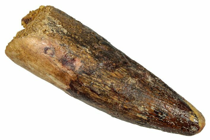 Fossil Spinosaurus Tooth - Real Dinosaur Tooth #340680